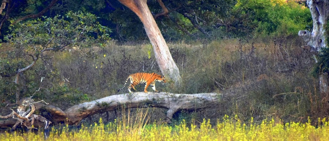 Harmony in Hues: Unraveling the Unique Climate of Panna National Park