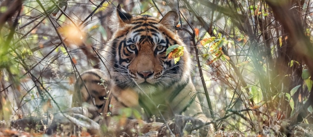 Discovering Panna: A Journey Through India’s Wildlife Heritage