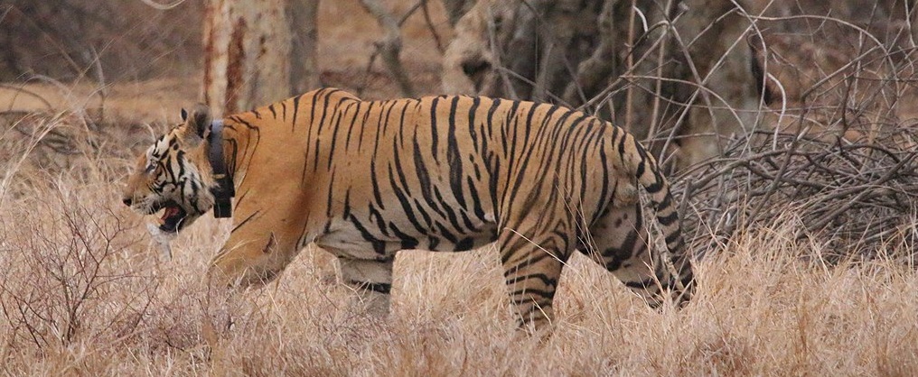 The Complete History of Panna National Park: From Past to Present