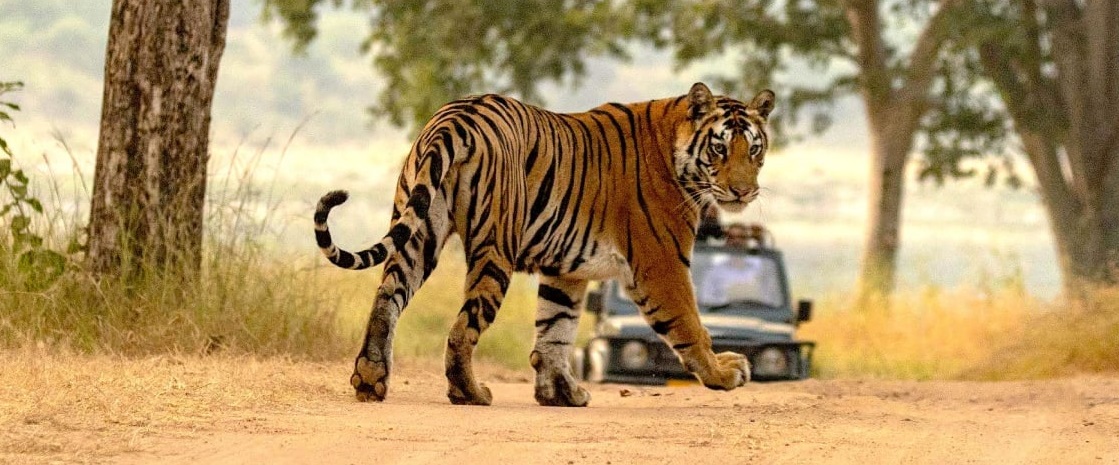 Plan a Weekend Wildlife Escape from Kanpur to Panna National Park