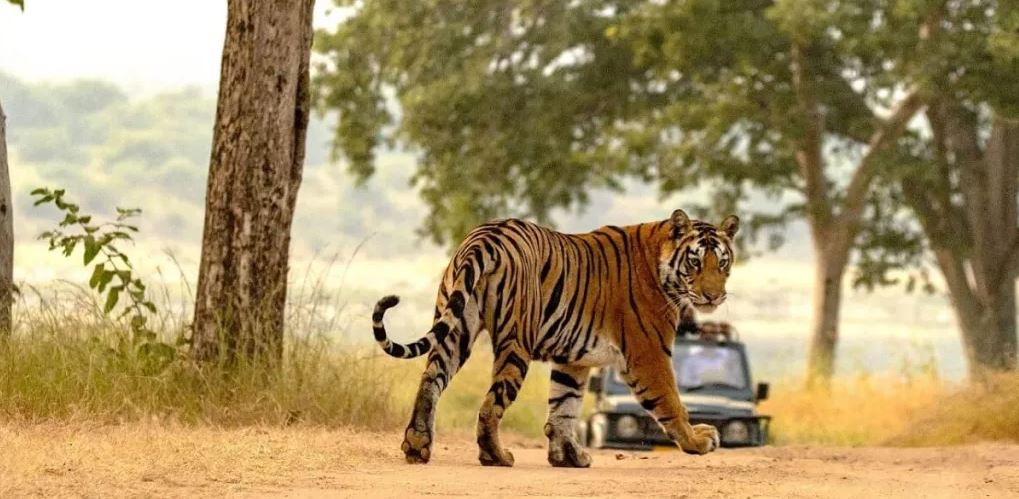 How to Spend a Day in Panna National Park