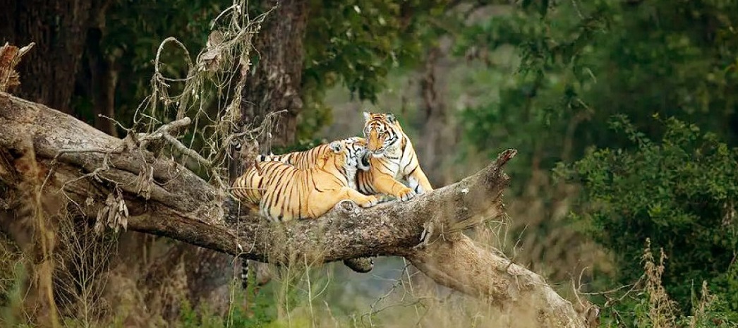 Is it Worth Visiting Panna National Park on a Weekend?