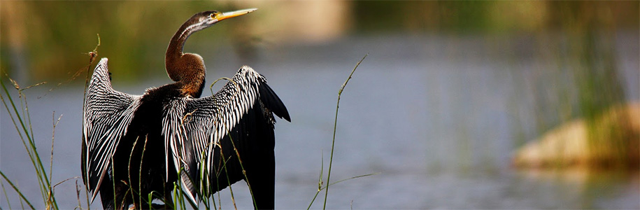 Wings of Wonder: Bird Watching in Panna National Park