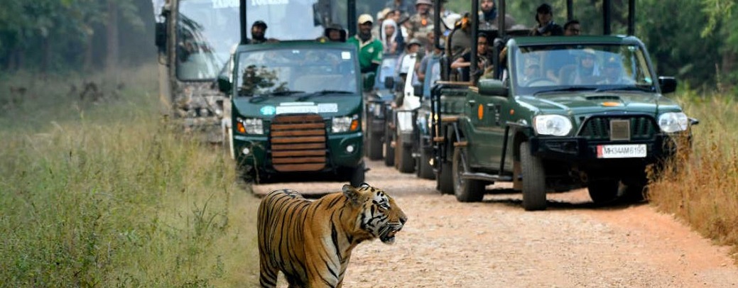 Things to Do on a Panna National Park Trip Beyond Wildlife Safari
